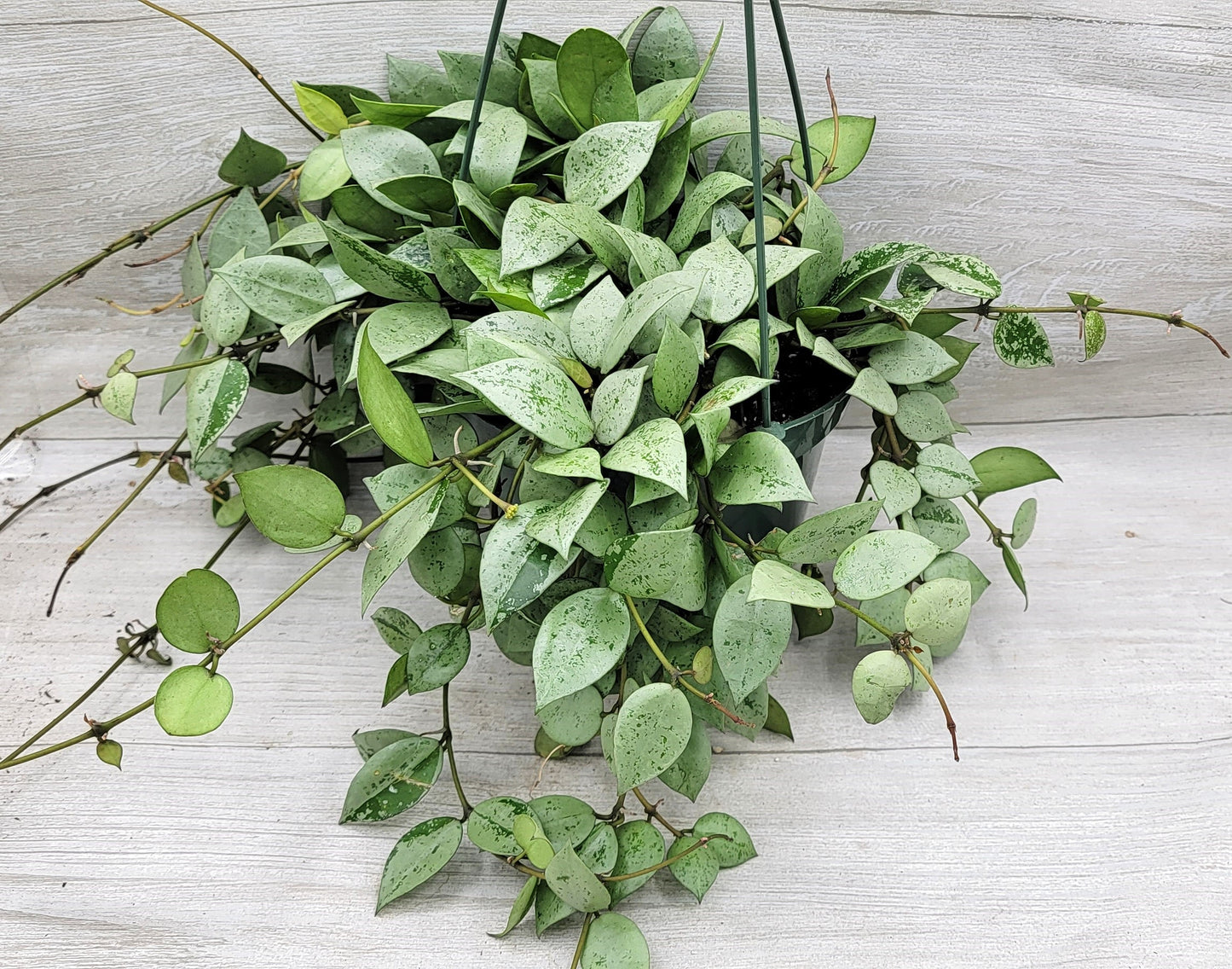 Hoya Krohniana Eskimo, Hoya Krohniana,Hoya Eskimo ,Spade shaped hoya leaves ,Wax Plant ,Fragrant Hoya Live Rare Houseplants All Plants are Fully Rooted Plants