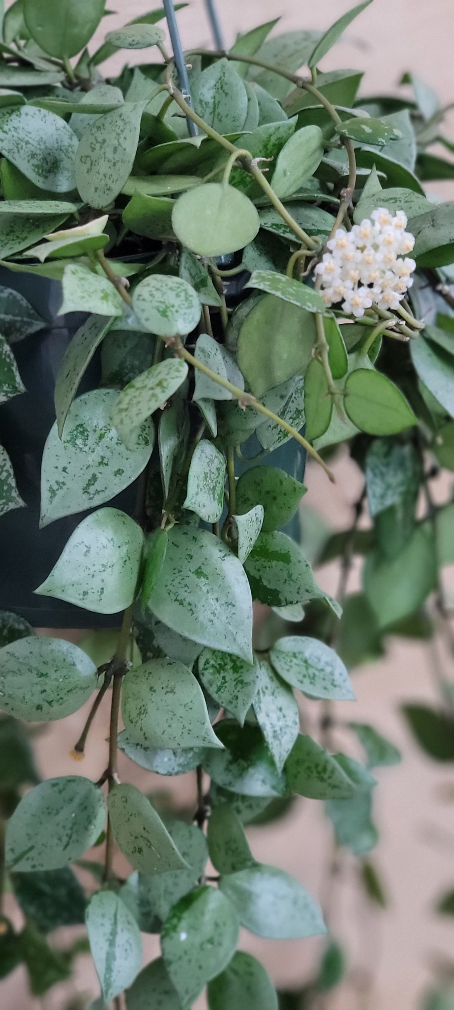 Hoya Krohniana Eskimo, Hoya Krohniana,Hoya Eskimo ,Spade shaped hoya leaves ,Wax Plant ,Fragrant Hoya Live Rare Houseplants All Plants are Fully Rooted Plants