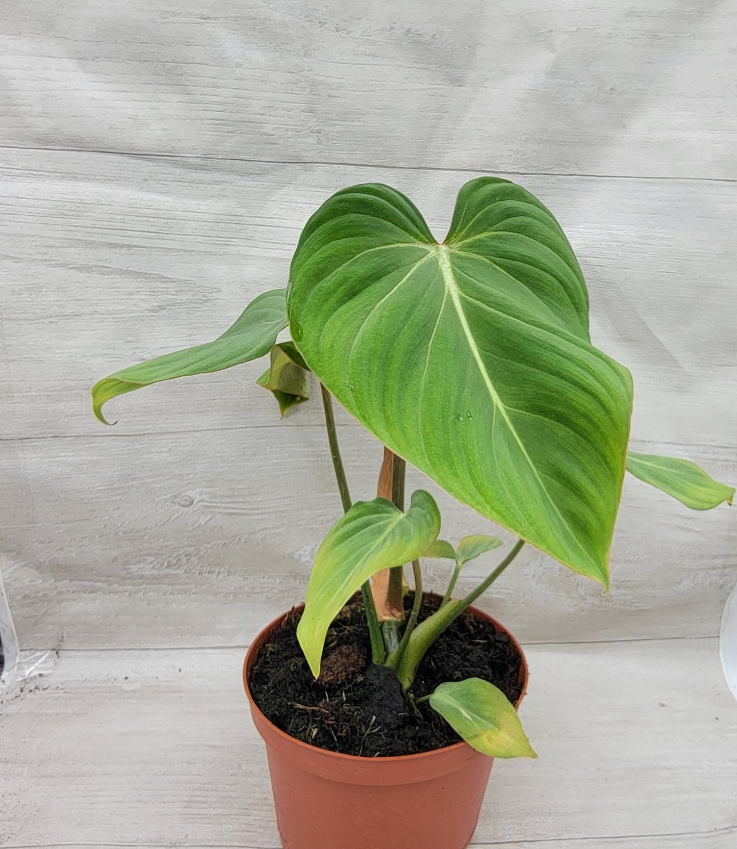 Philodendron Gloriosum Live Rare House Plants (All Plants are Fully Rooted Plants!)