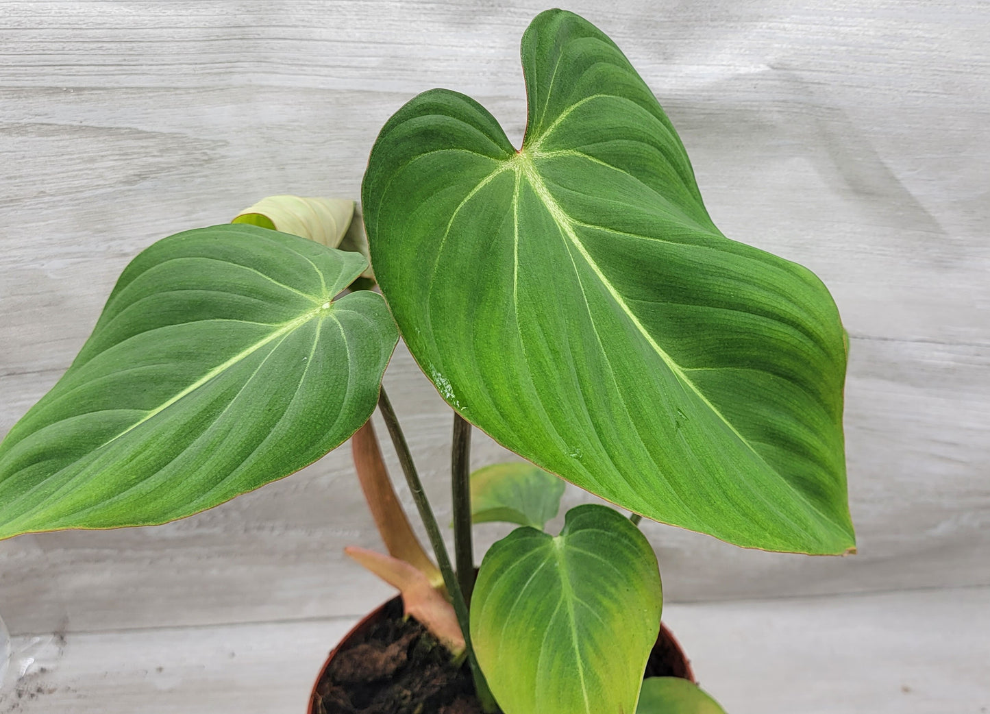 Philodendron Gloriosum Live Rare House Plants (All Plants are Fully Rooted Plants!)