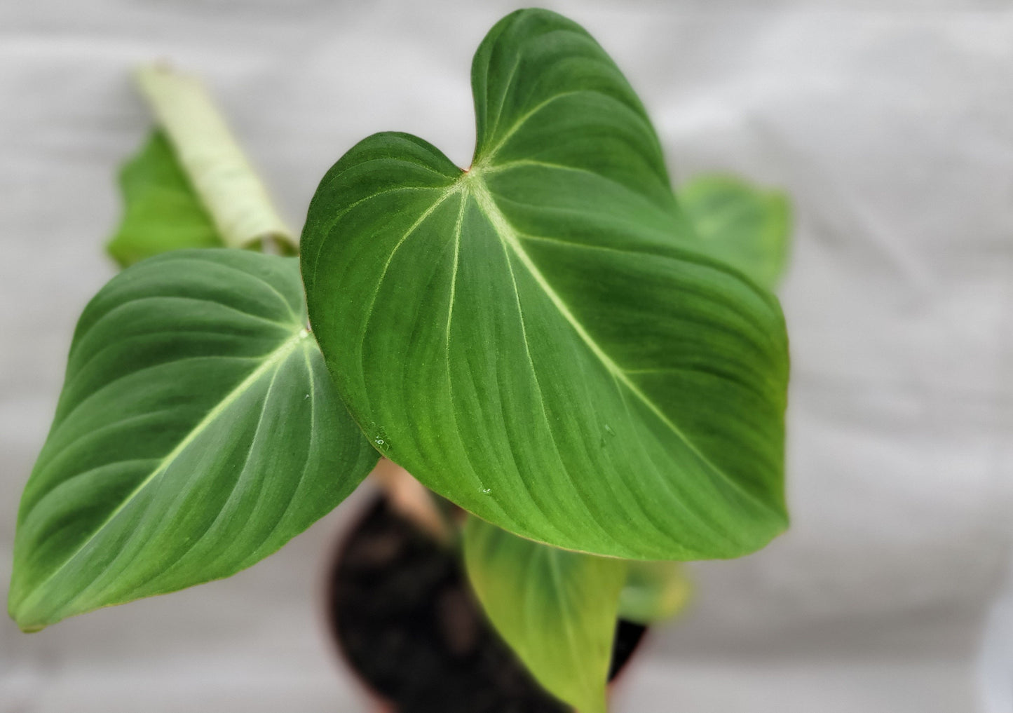 Philodendron Gloriosum Live Rare House Plants (All Plants are Fully Rooted Plants!)