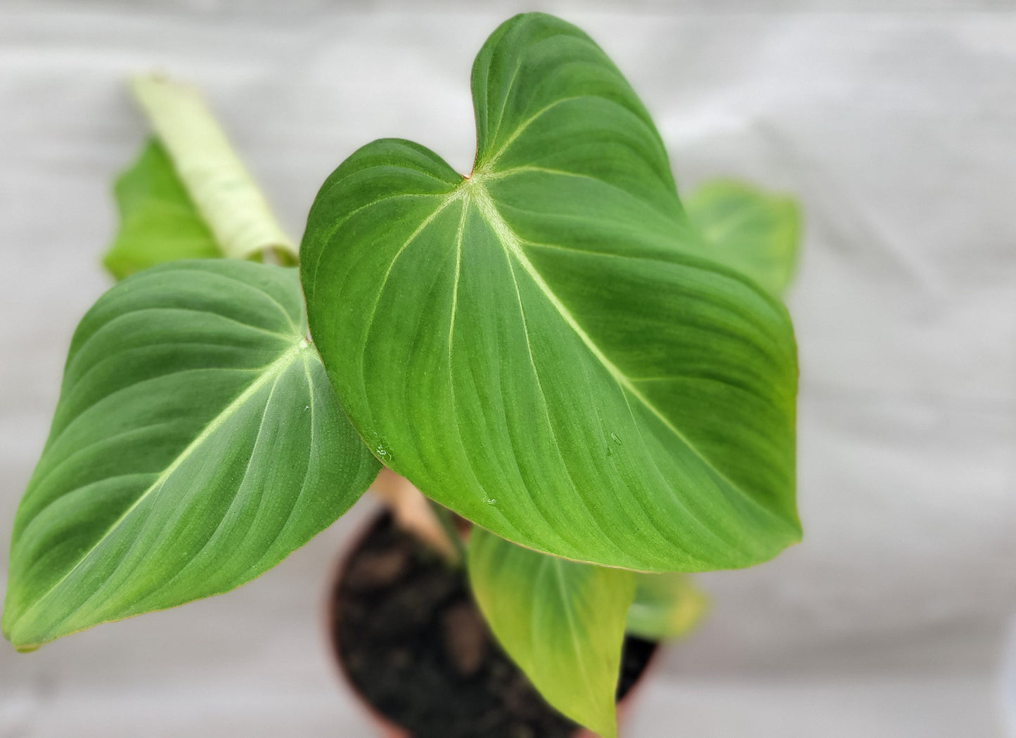 Philodendron Gloriosum Live Rare House Plants (All Plants are Fully Rooted Plants!)