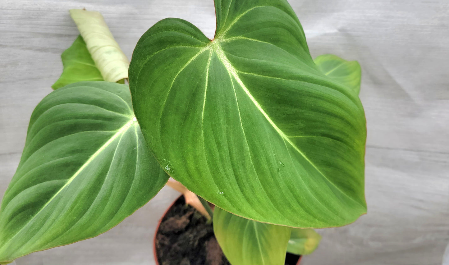 Philodendron Gloriosum Live Rare House Plants (All Plants are Fully Rooted Plants!)