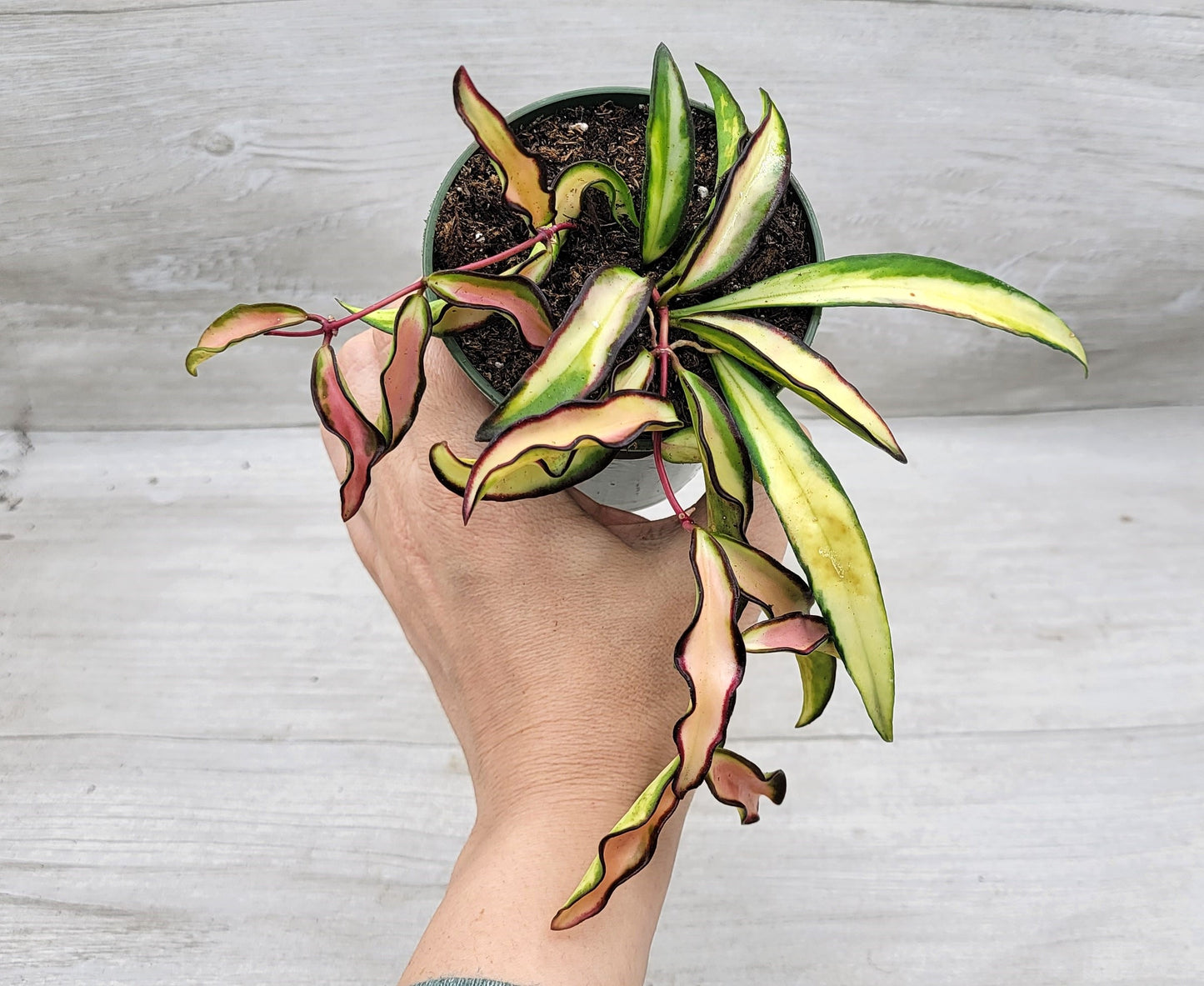 Hoya kentiana Wayetii Tricolor Variegated