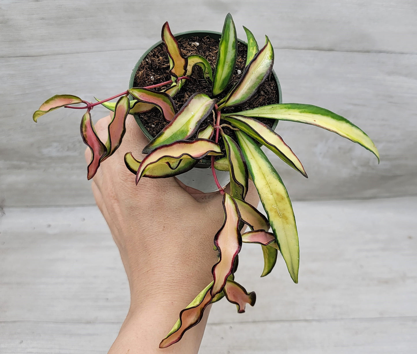 Hoya kentiana Wayetii Tricolor Variegated