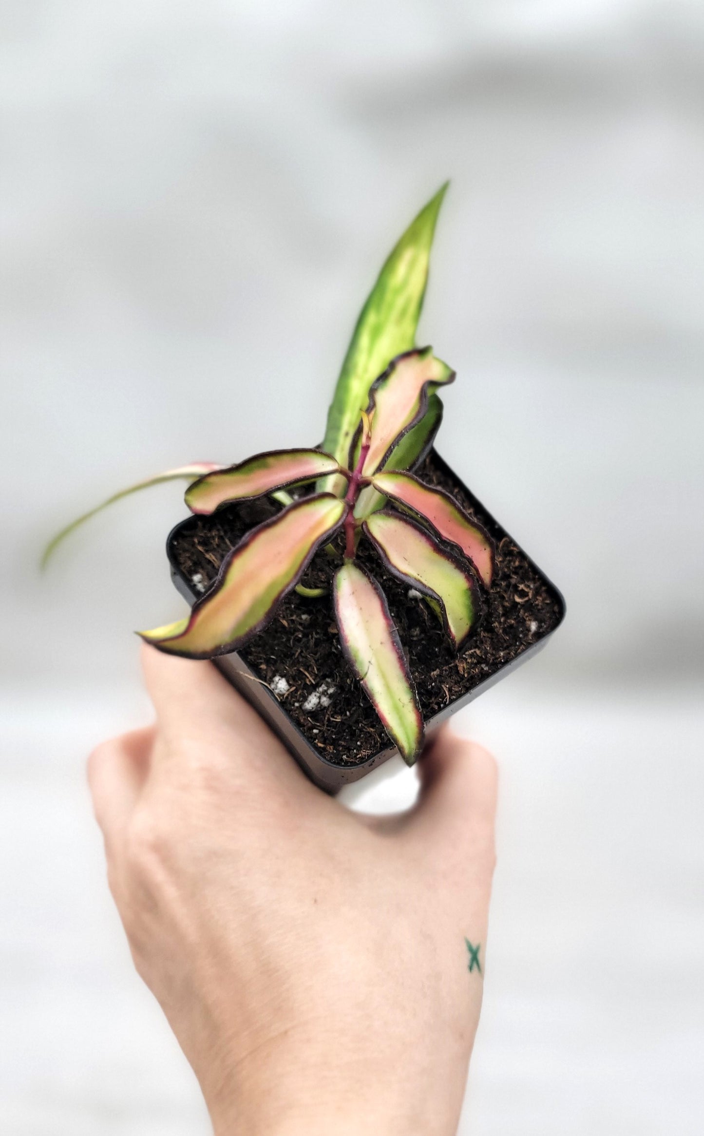 Hoya kentiana Wayetii Tricolor Variegated