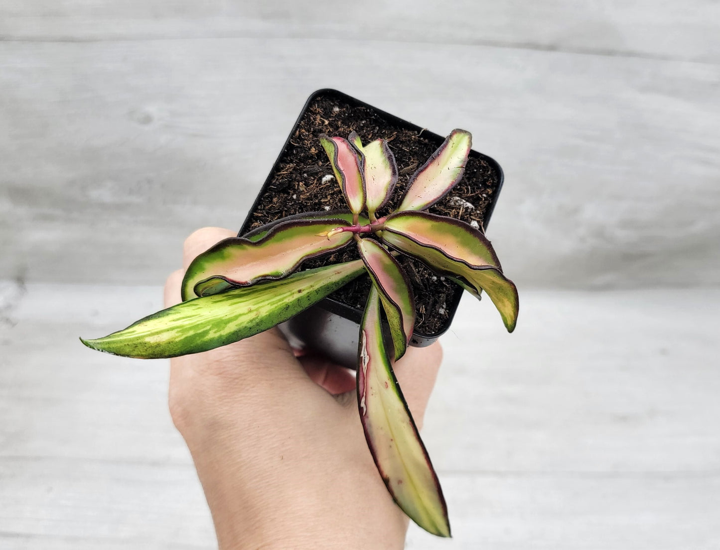 Hoya kentiana Wayetii Tricolor Variegated