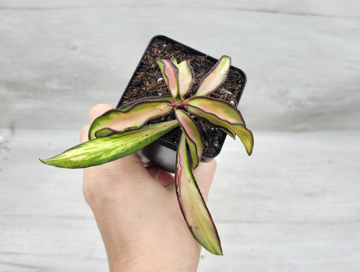 Hoya kentiana Wayetii Tricolor Variegated