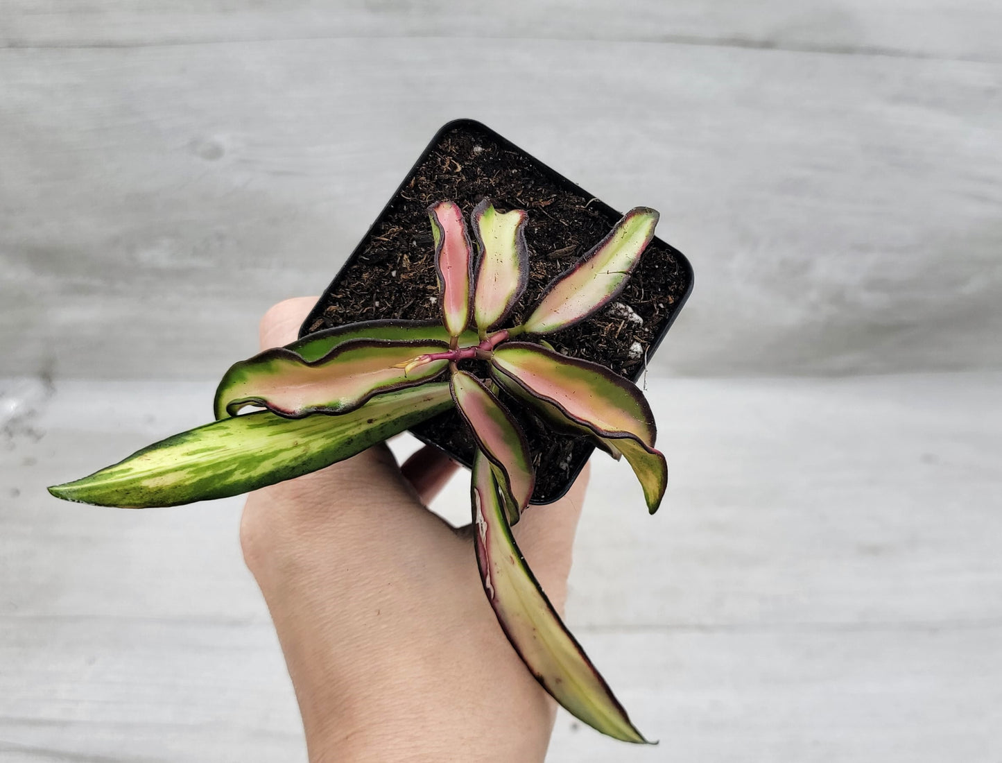 Hoya kentiana Wayetii Tricolor Variegated