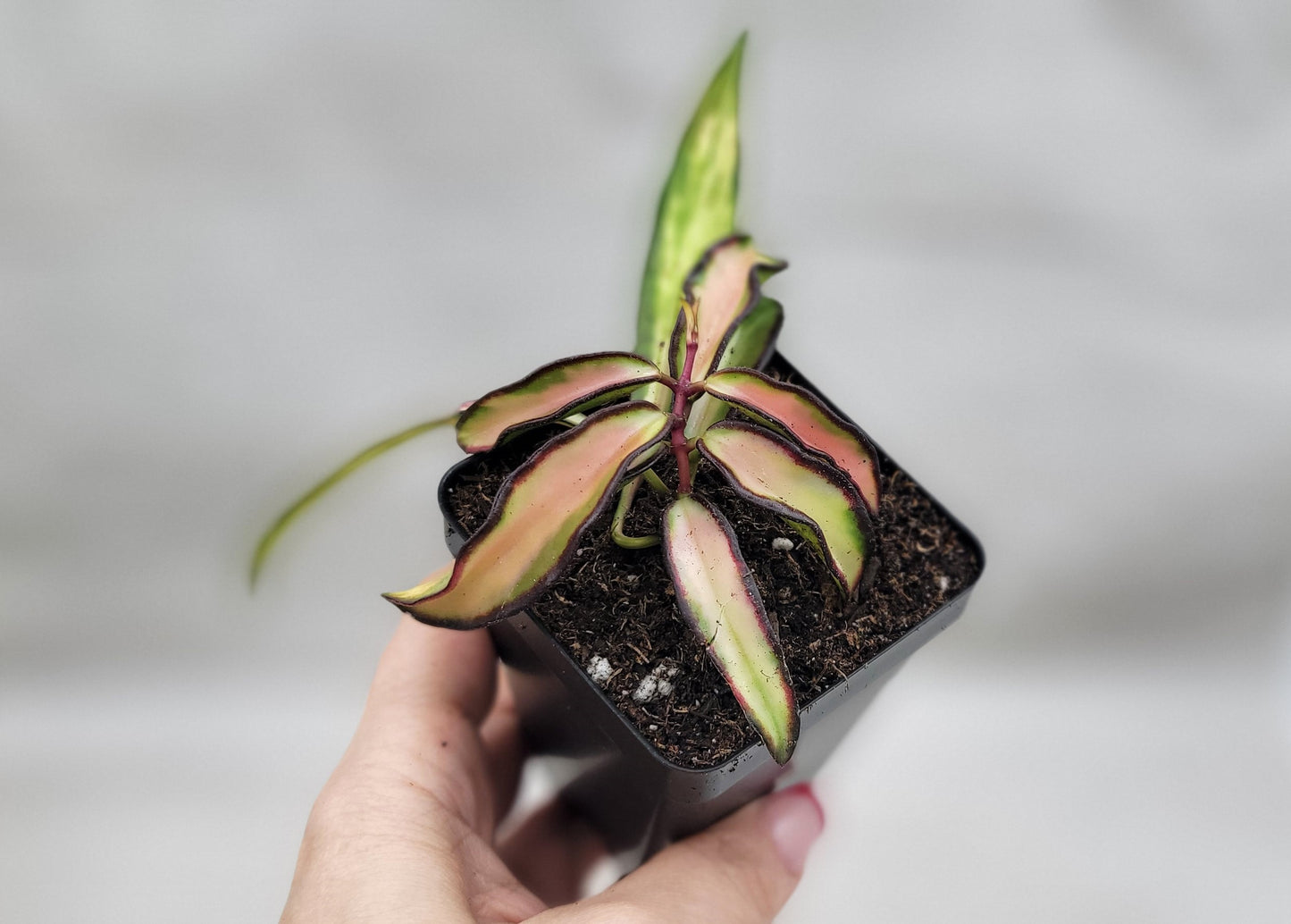 Hoya kentiana Wayetii Tricolor Variegated