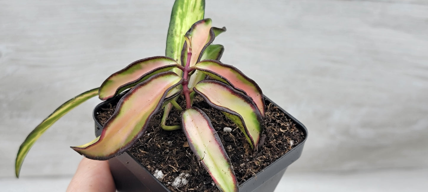 Hoya kentiana Wayetii Tricolor Variegated