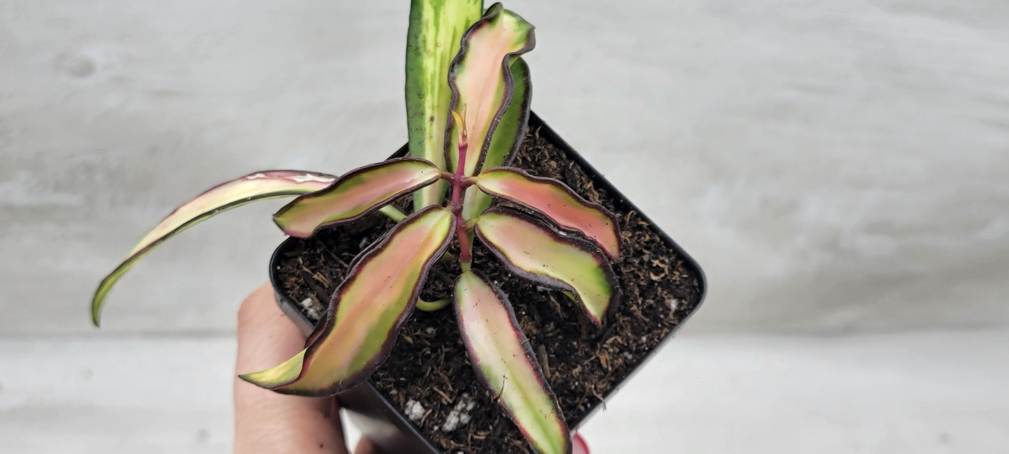 Hoya kentiana Wayetii Tricolor Variegated