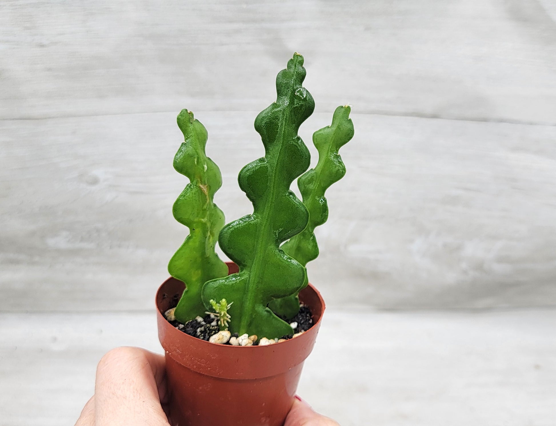 Fishbone Cactus ,Epiphyllum Anguliger Ric Rac Cactus ,Zig Zag Cactus –  wishlistplant