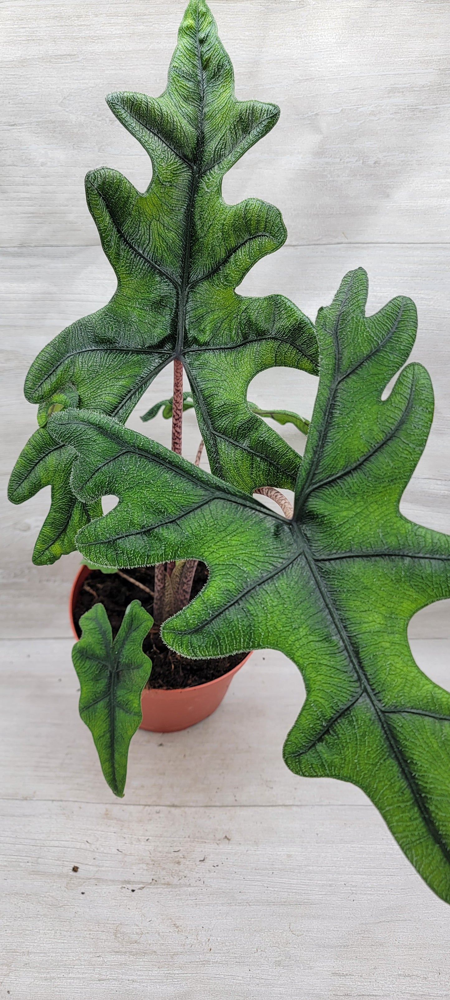 Alocasia Jacklyn    Live Rare Exotic Tropical Indoor House Plants Easy to Grow Housewarming Gift Decoration Gift for Home or Office By wishlistplant