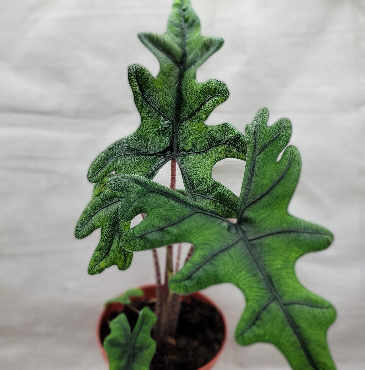 Alocasia Jacklyn    Live Rare Exotic Tropical Indoor House Plants Easy to Grow Housewarming Gift Decoration Gift for Home or Office By wishlistplant