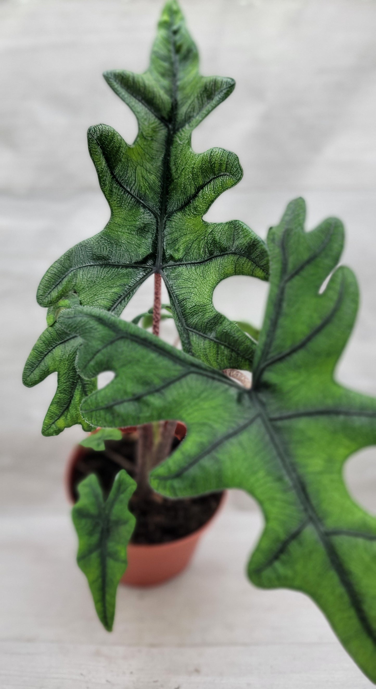 Alocasia Jacklyn    Live Rare Exotic Tropical Indoor House Plants Easy to Grow Housewarming Gift Decoration Gift for Home or Office By wishlistplant