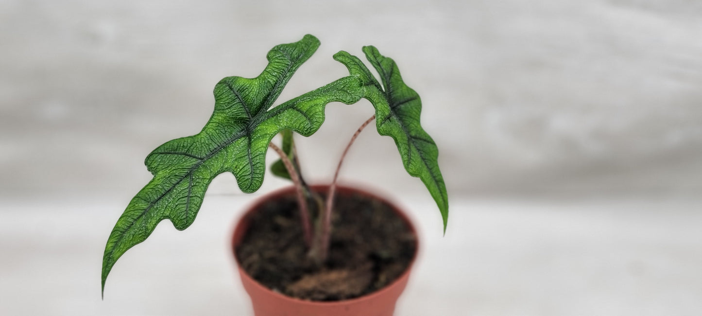 Alocasia Jacklyn    Live Rare Exotic Tropical Indoor House Plants Easy to Grow Housewarming Gift Decoration Gift for Home or Office By wishlistplant