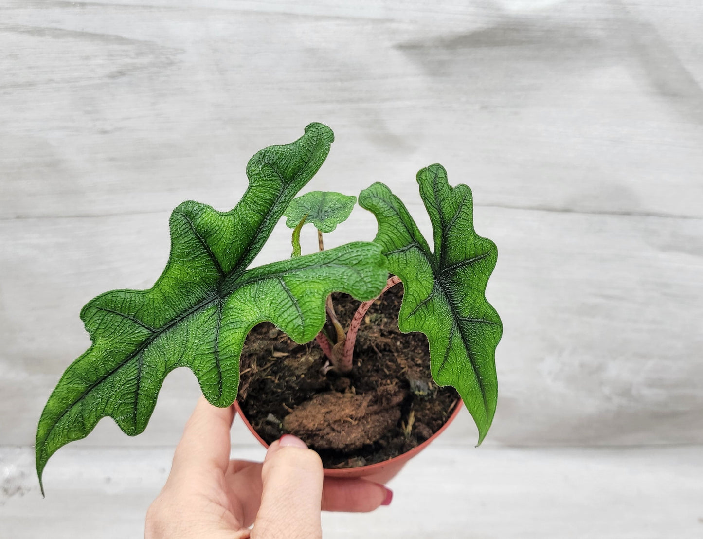 Alocasia Jacklyn    Live Rare Exotic Tropical Indoor House Plants Easy to Grow Housewarming Gift Decoration Gift for Home or Office By wishlistplant