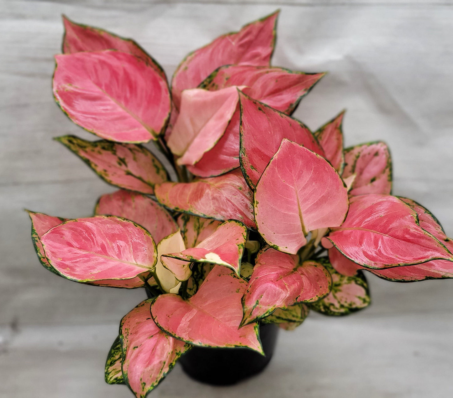 Aglaonema Wishes, Aglaonema Pink Lady Valentine , Chinese Evergreen, Aglaonema Lucky Red   Live Rare Exotic Tropical Indoor House Plants Easy to Grow Housewarming Gift Decoration Gift for Home or Office By wishlistplant