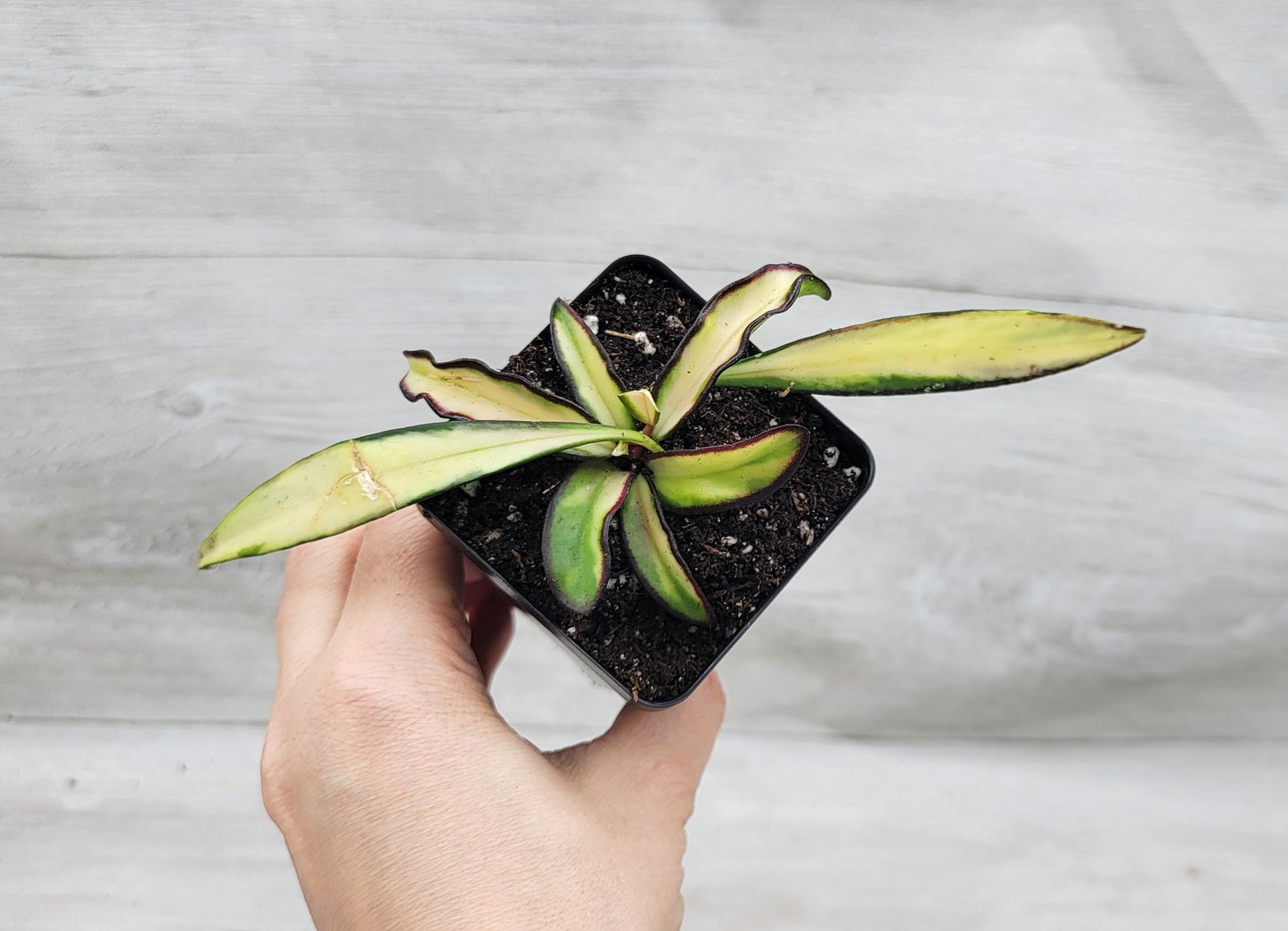 Hoya kentiana Wayetii Tricolor Variegated