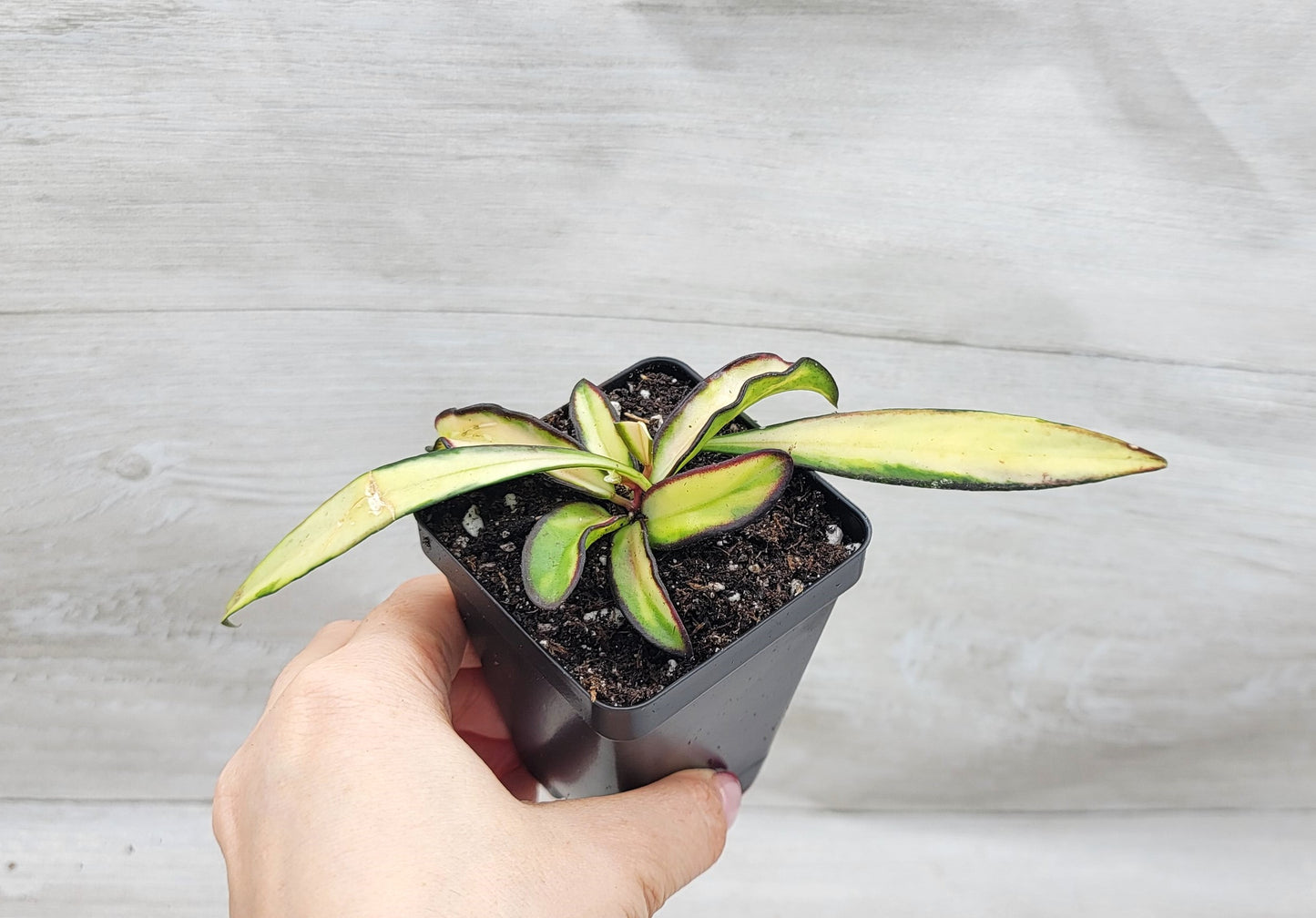 Hoya kentiana Wayetii Tricolor Variegated