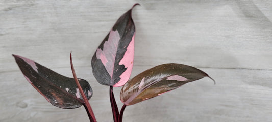 Philodendron Pink Princess Live Rare Houseplants All Plants are Fully Rooted Plants