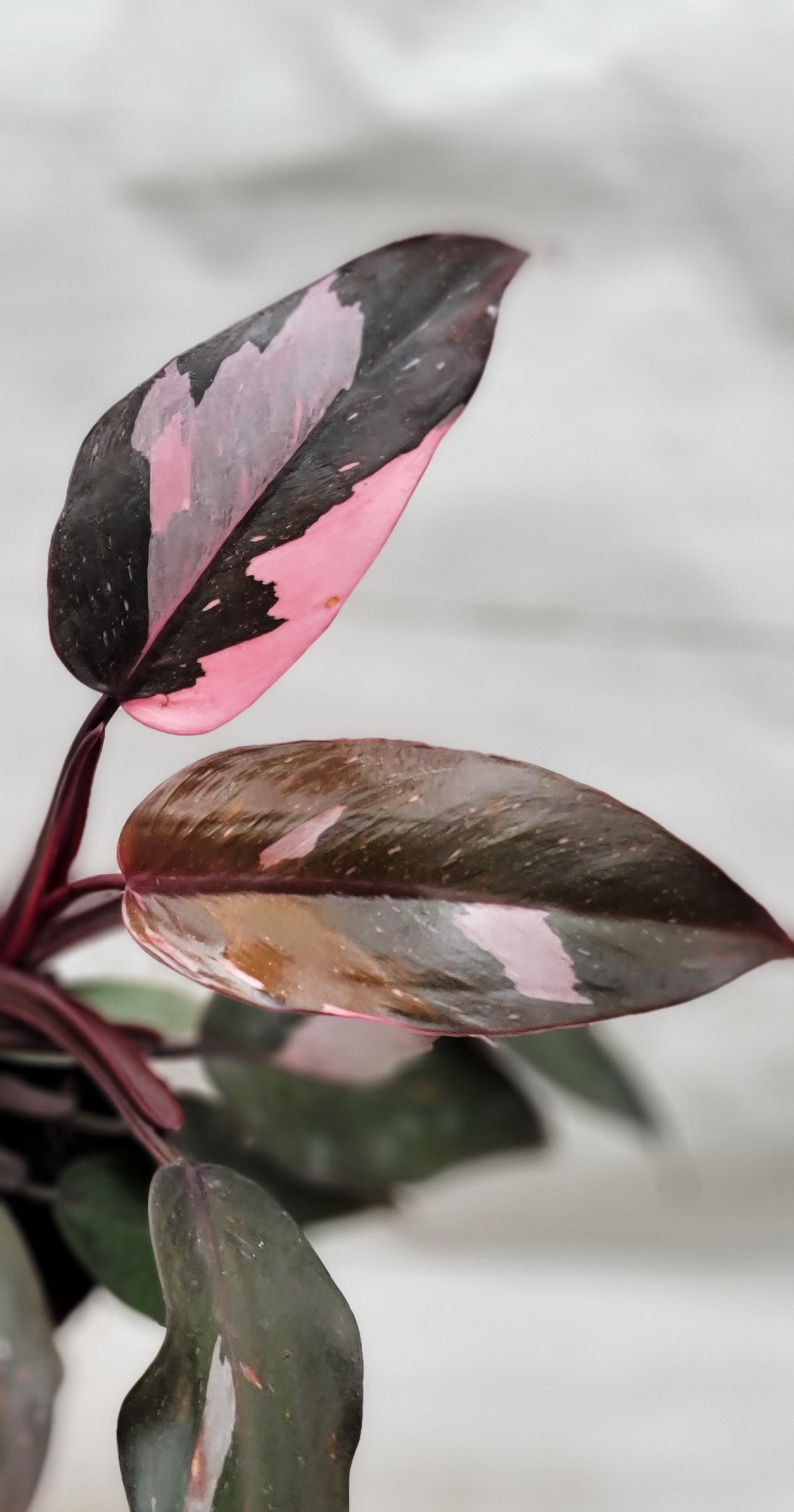 Philodendron Pink Princess Live Rare Houseplants All Plants are Fully Rooted Plants