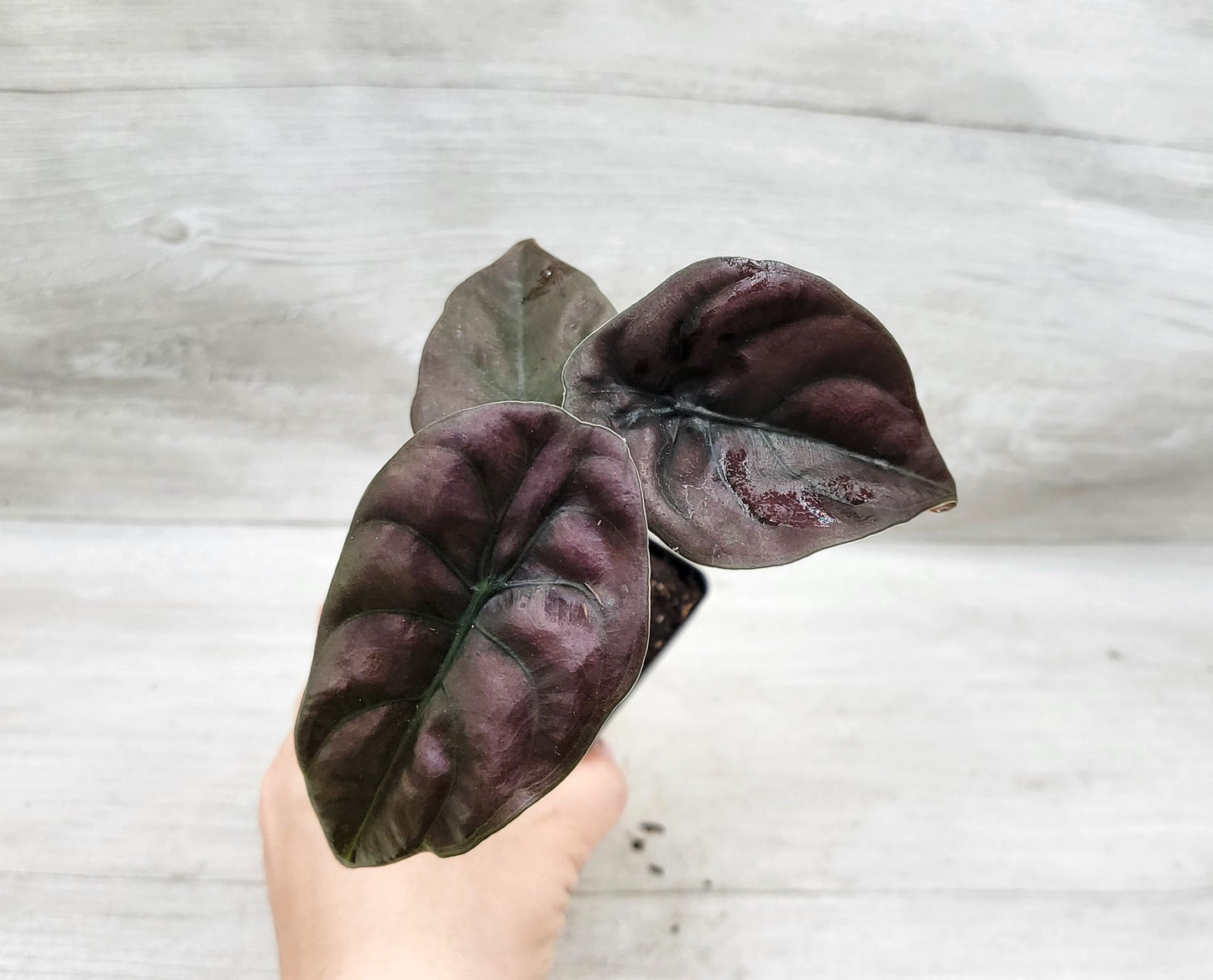 Alocasia cuprea |Alocasia Red Secret | Alocasia Mirror Plant | Jewel Alocasia   Live Rare Exotic Tropical Indoor House Plants Easy to Grow Housewarming Gift Decoration Gift for Home or Office By wishlistplant