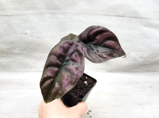 Alocasia cuprea |Alocasia Red Secret | Alocasia Mirror Plant | Jewel Alocasia   Live Rare Exotic Tropical Indoor House Plants Easy to Grow Housewarming Gift Decoration Gift for Home or Office By wishlistplant