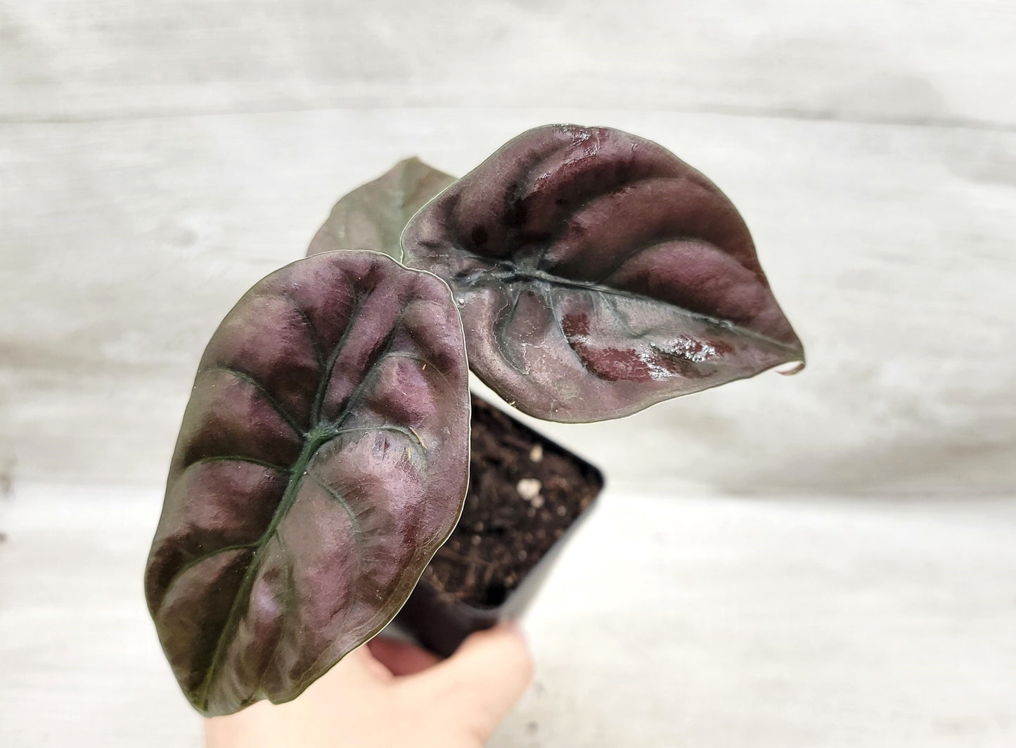 Alocasia cuprea |Alocasia Red Secret | Alocasia Mirror Plant | Jewel Alocasia   Live Rare Exotic Tropical Indoor House Plants Easy to Grow Housewarming Gift Decoration Gift for Home or Office By wishlistplant