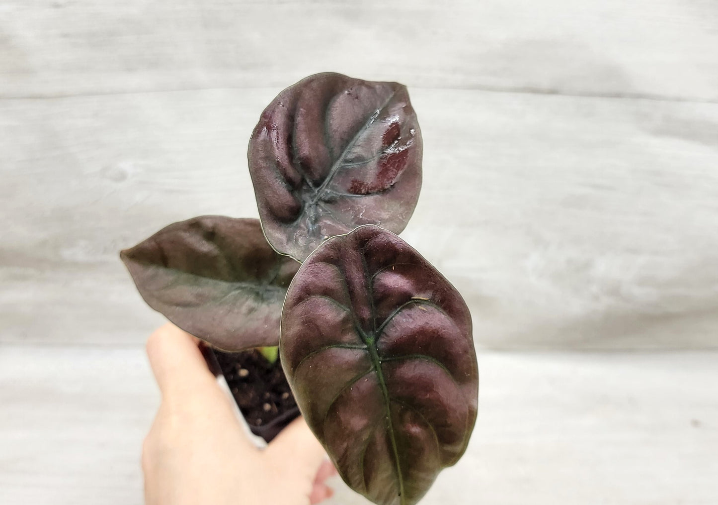 Alocasia cuprea |Alocasia Red Secret | Alocasia Mirror Plant | Jewel Alocasia   Live Rare Exotic Tropical Indoor House Plants Easy to Grow Housewarming Gift Decoration Gift for Home or Office By wishlistplant