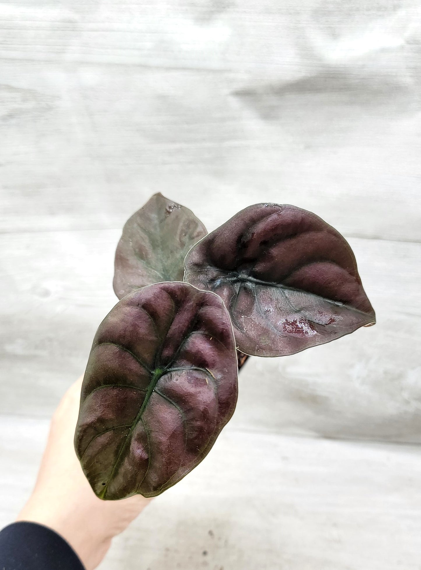 Alocasia cuprea |Alocasia Red Secret | Alocasia Mirror Plant | Jewel Alocasia   Live Rare Exotic Tropical Indoor House Plants Easy to Grow Housewarming Gift Decoration Gift for Home or Office By wishlistplant