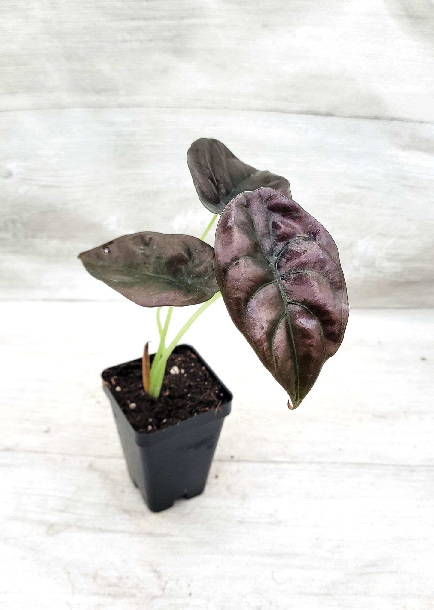 Alocasia cuprea |Alocasia Red Secret | Alocasia Mirror Plant | Jewel Alocasia   Live Rare Exotic Tropical Indoor House Plants Easy to Grow Housewarming Gift Decoration Gift for Home or Office By wishlistplant