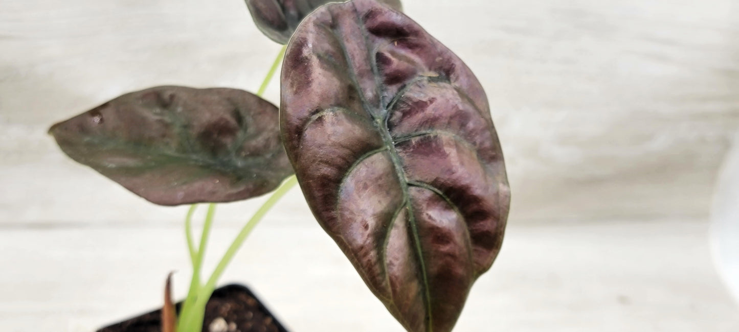 Alocasia cuprea |Alocasia Red Secret | Alocasia Mirror Plant | Jewel Alocasia   Live Rare Exotic Tropical Indoor House Plants Easy to Grow Housewarming Gift Decoration Gift for Home or Office By wishlistplant