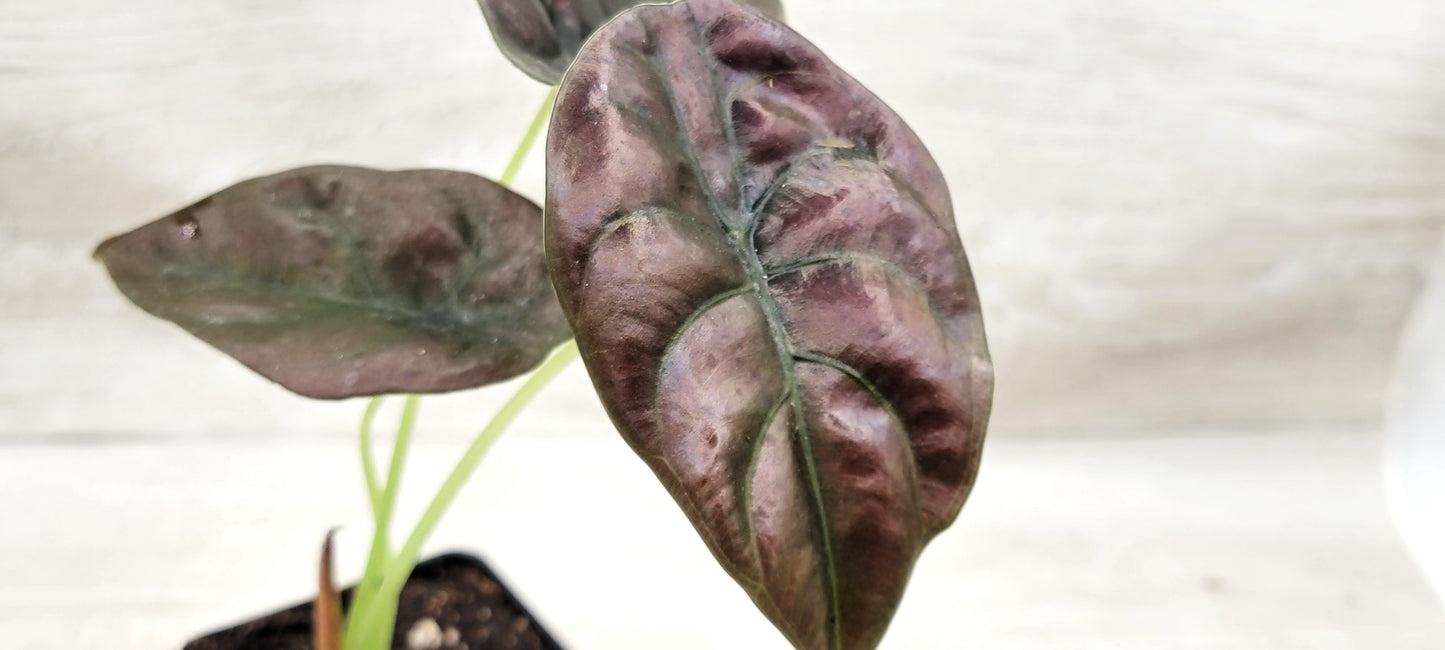 Alocasia cuprea |Alocasia Red Secret | Alocasia Mirror Plant | Jewel Alocasia   Live Rare Exotic Tropical Indoor House Plants Easy to Grow Housewarming Gift Decoration Gift for Home or Office By wishlistplant