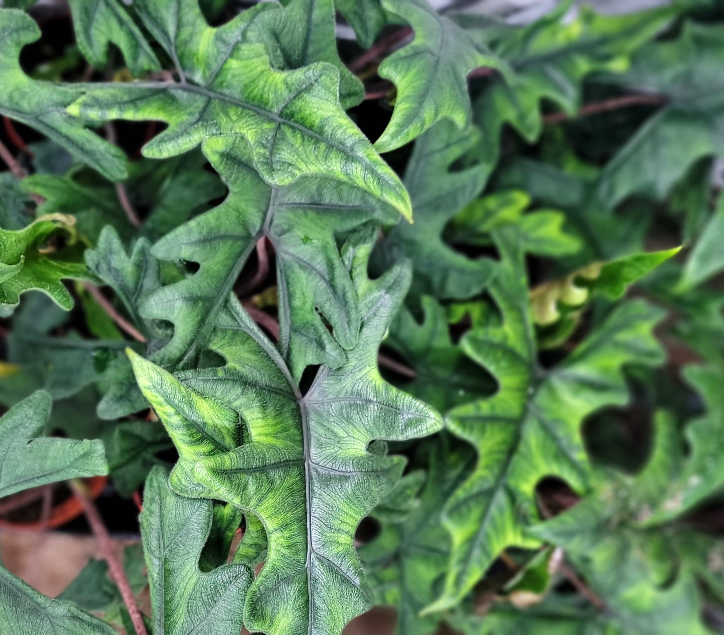 Alocasia Jacklyn    Live Rare Exotic Tropical Indoor House Plants Easy to Grow Housewarming Gift Decoration Gift for Home or Office By wishlistplant