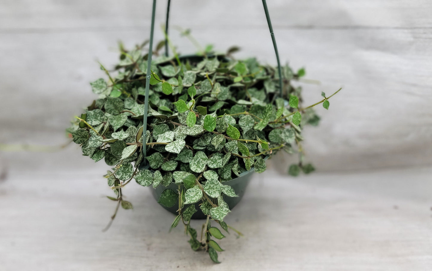 Hoya Curtisii Live Rare Houseplants All Plants are Fully Rooted Plants