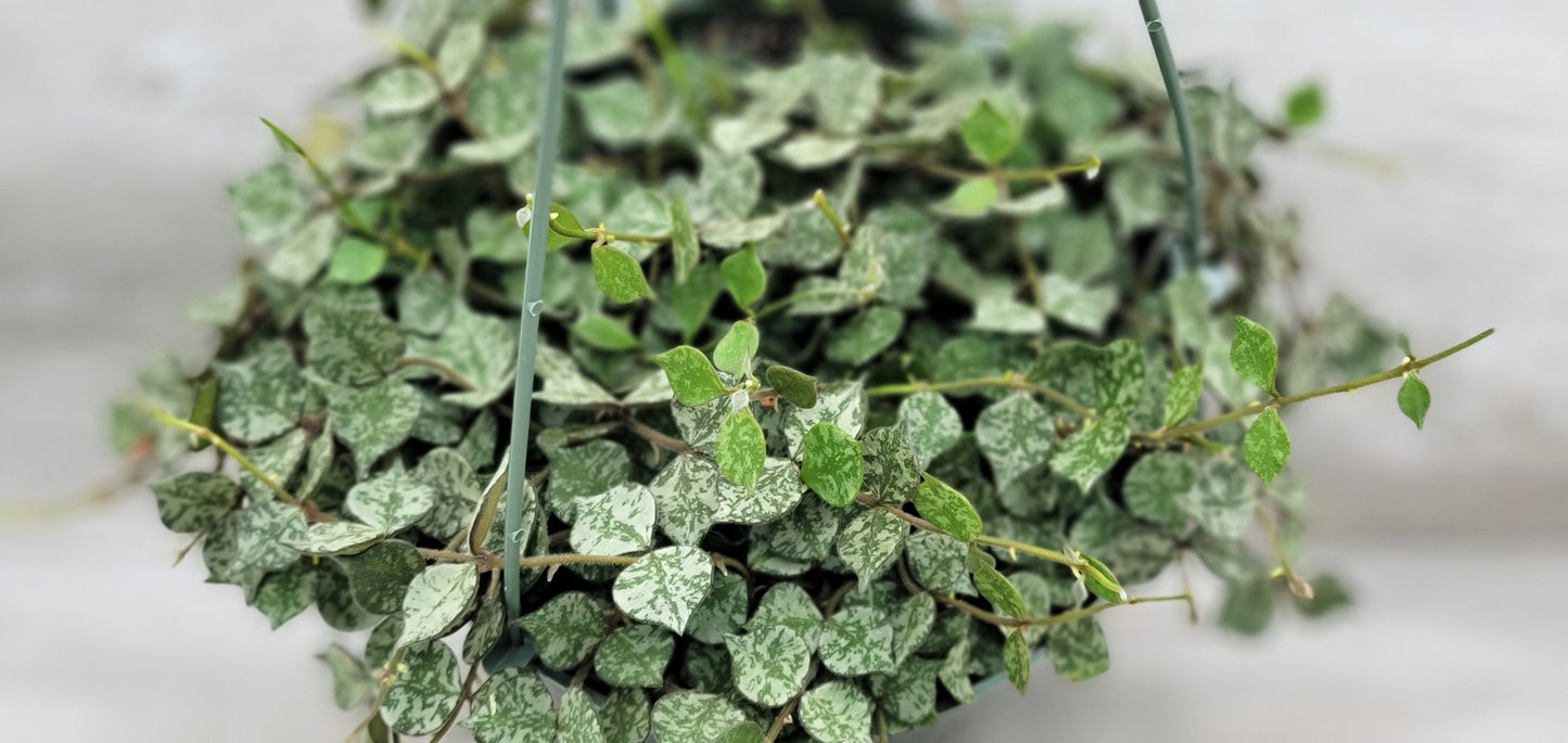 Hoya Curtisii Live Rare Houseplants All Plants are Fully Rooted Plants