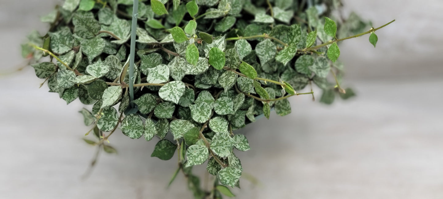 Hoya Curtisii Live Rare Houseplants All Plants are Fully Rooted Plants