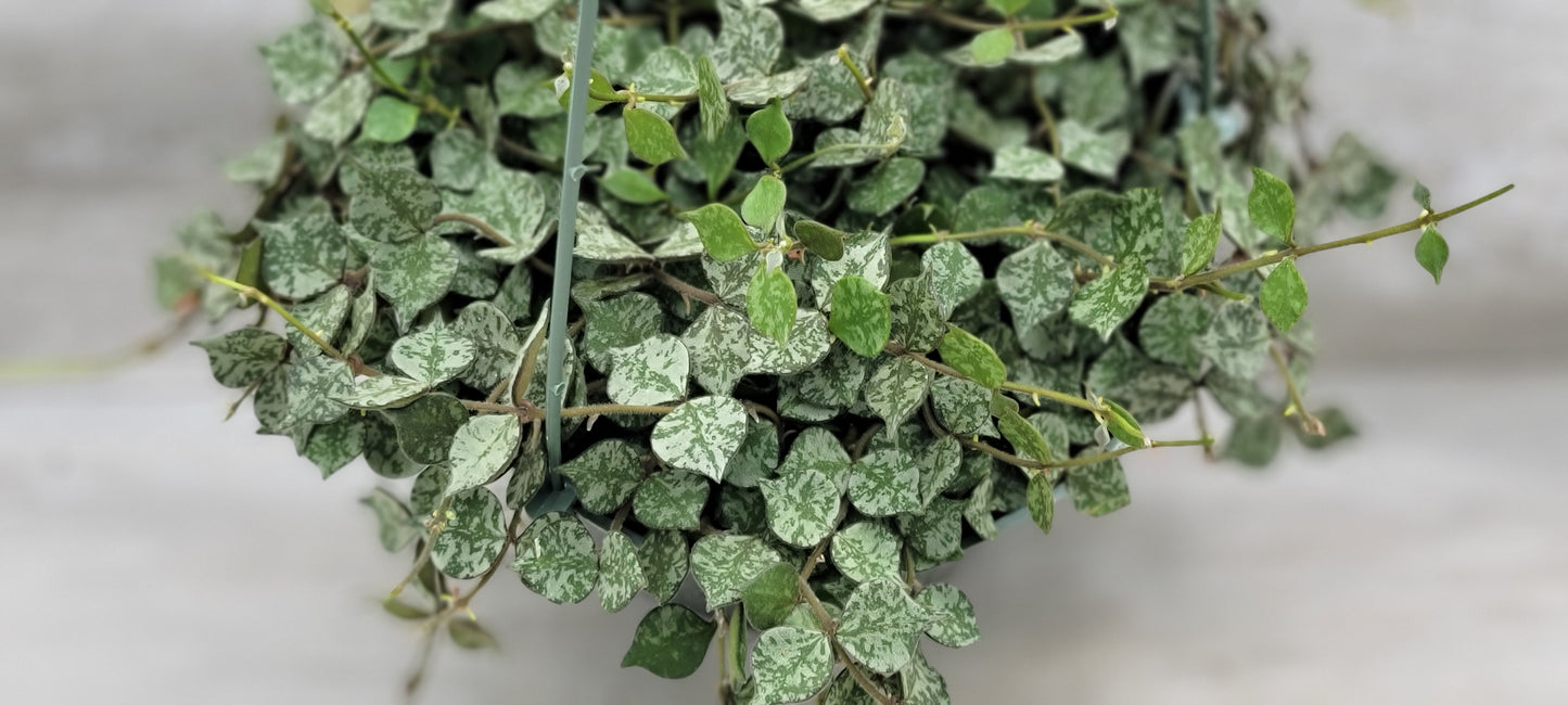 Hoya Curtisii Live Rare Houseplants All Plants are Fully Rooted Plants