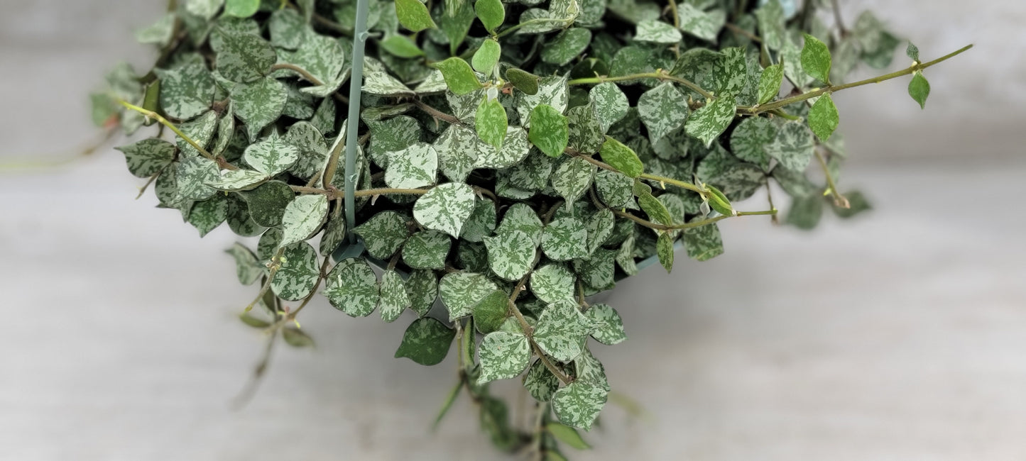 Hoya Curtisii Live Rare Houseplants All Plants are Fully Rooted Plants