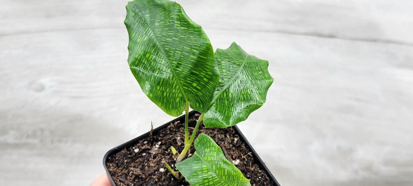 Calathea musaica aka Network Prayer Plant   Live Rare Exotic Tropical Indoor House Plants Easy to Grow Housewarming Gift Decoration Gift for Home or Office By wishlistplant