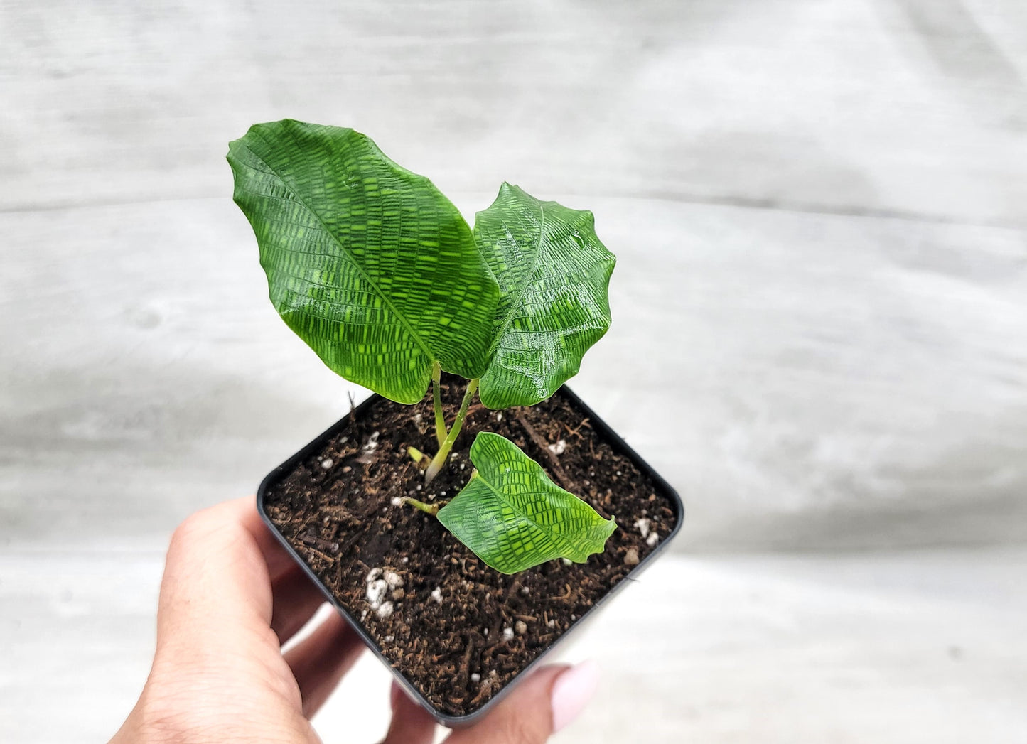 Calathea musaica aka Network Prayer Plant   Live Rare Exotic Tropical Indoor House Plants Easy to Grow Housewarming Gift Decoration Gift for Home or Office By wishlistplant