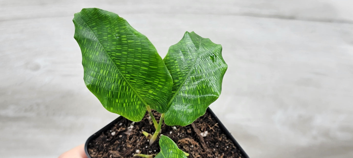 Calathea musaica aka Network Prayer Plant   Live Rare Exotic Tropical Indoor House Plants Easy to Grow Housewarming Gift Decoration Gift for Home or Office By wishlistplant