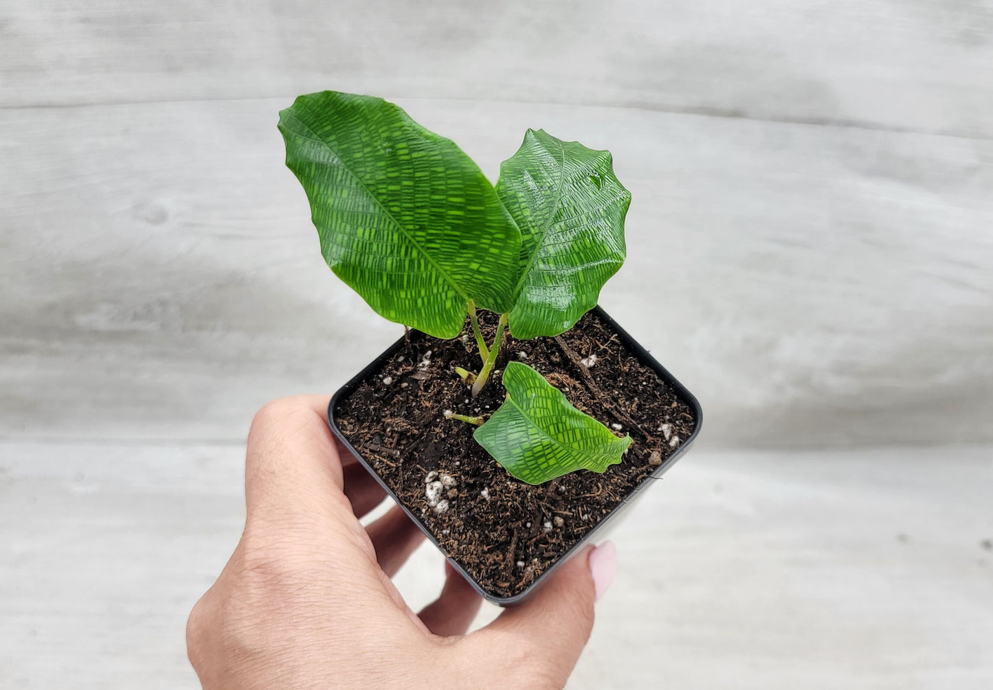 Calathea musaica aka Network Prayer Plant   Live Rare Exotic Tropical Indoor House Plants Easy to Grow Housewarming Gift Decoration Gift for Home or Office By wishlistplant