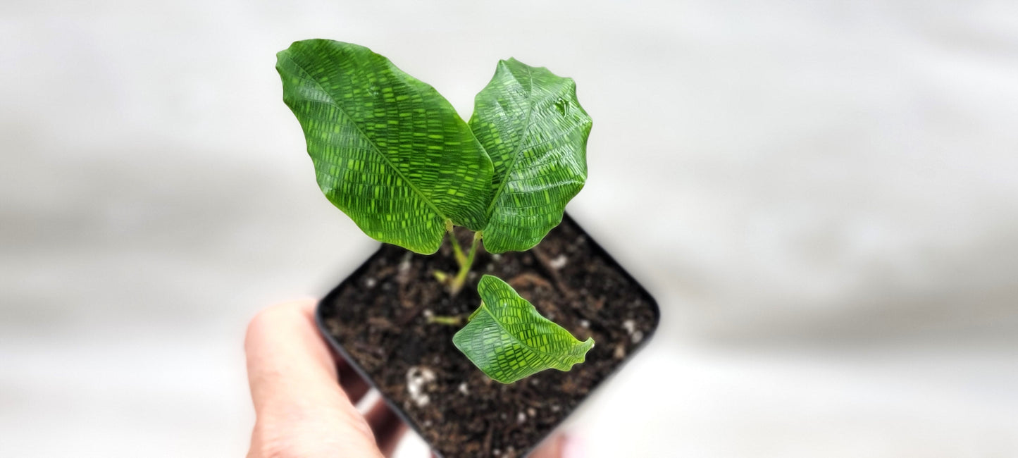 Calathea musaica aka Network Prayer Plant   Live Rare Exotic Tropical Indoor House Plants Easy to Grow Housewarming Gift Decoration Gift for Home or Office By wishlistplant