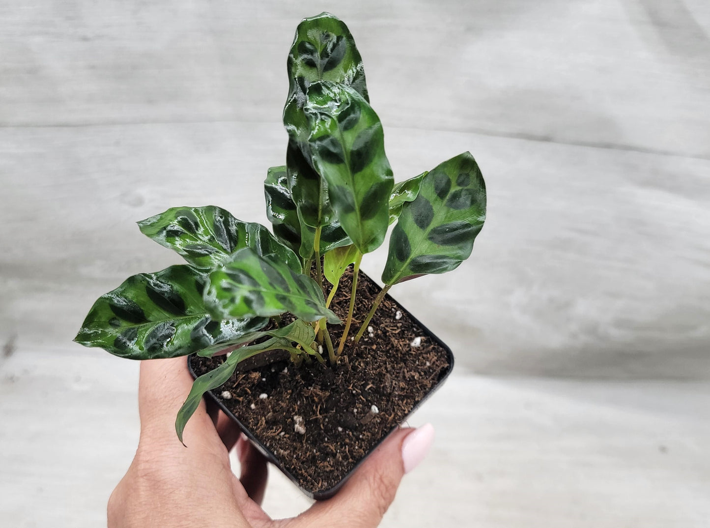 Calathea lancifolia ,Rattlesnake Plant, Prayer Plant,Calathea   Live Rare Exotic Tropical Indoor House Plants Easy to Grow Housewarming Gift Decoration Gift for Home or Office By wishlistplant