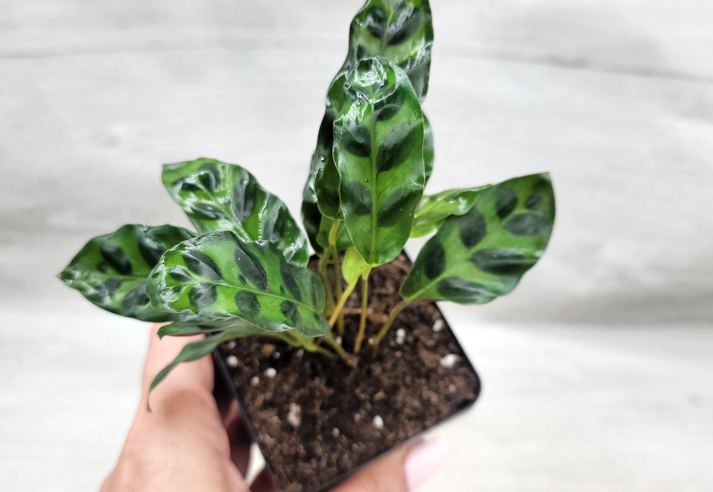 Calathea lancifolia ,Rattlesnake Plant, Prayer Plant,Calathea   Live Rare Exotic Tropical Indoor House Plants Easy to Grow Housewarming Gift Decoration Gift for Home or Office By wishlistplant