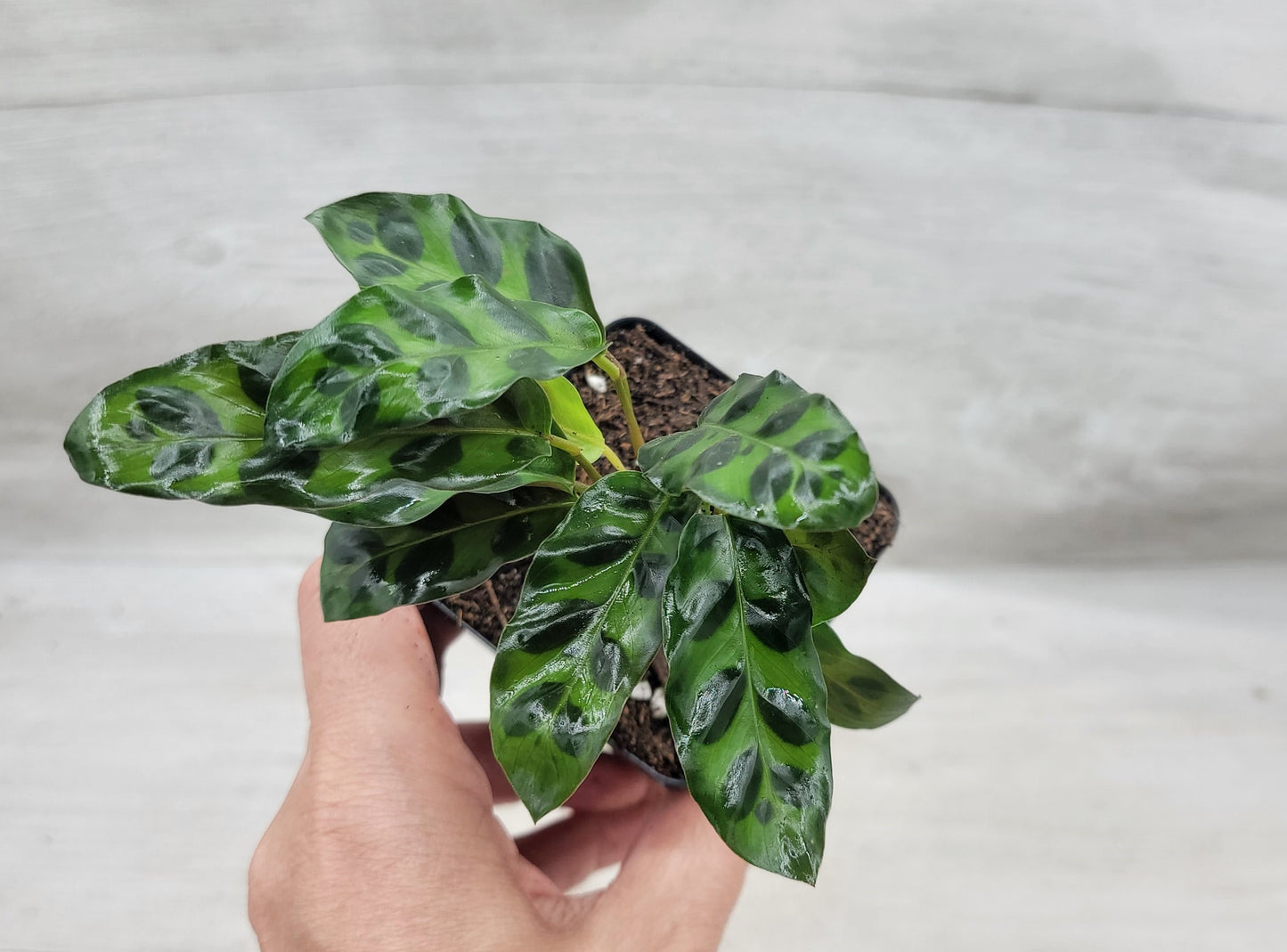 Calathea lancifolia ,Rattlesnake Plant, Prayer Plant,Calathea   Live Rare Exotic Tropical Indoor House Plants Easy to Grow Housewarming Gift Decoration Gift for Home or Office By wishlistplant