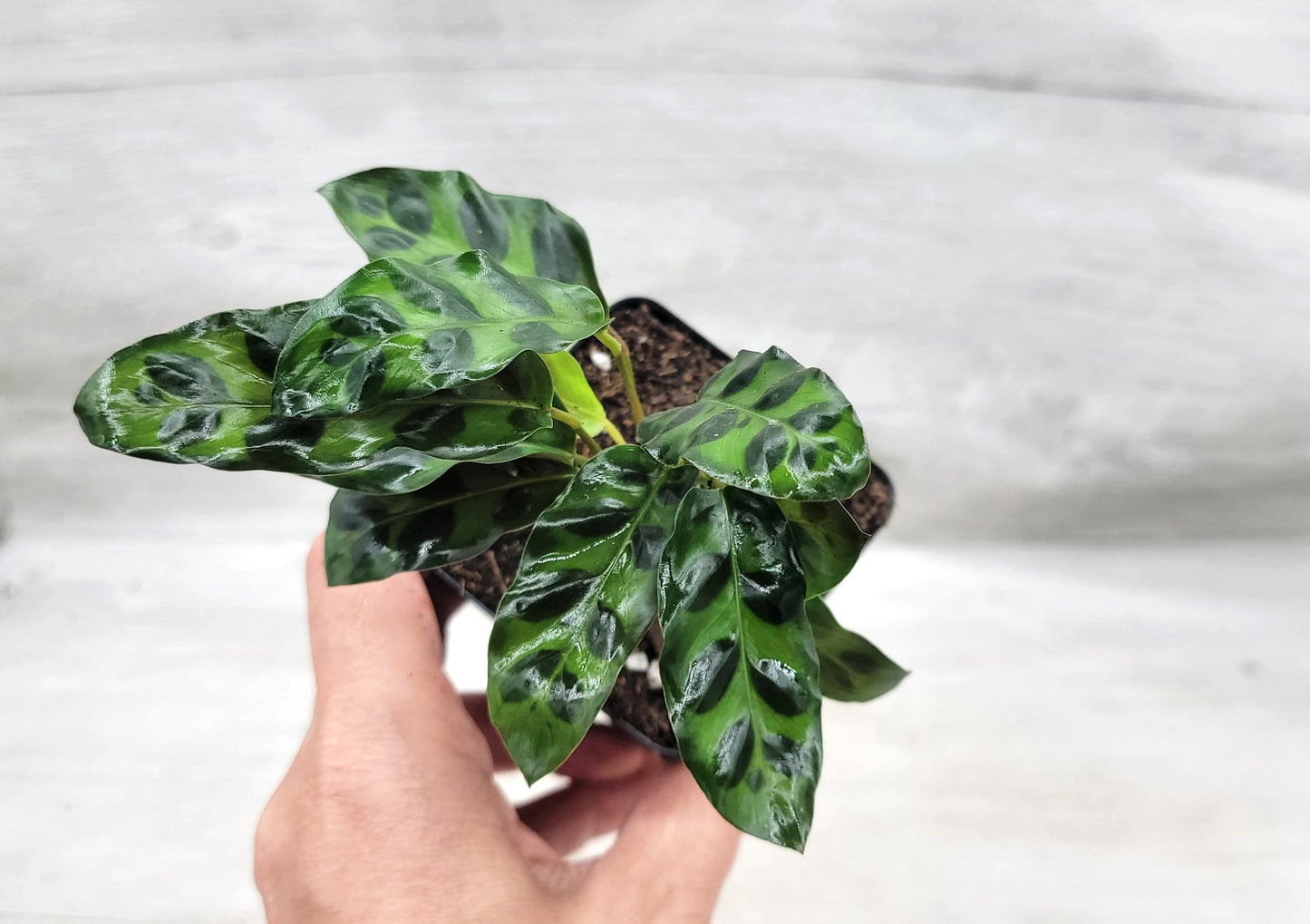 Calathea lancifolia ,Rattlesnake Plant, Prayer Plant,Calathea   Live Rare Exotic Tropical Indoor House Plants Easy to Grow Housewarming Gift Decoration Gift for Home or Office By wishlistplant